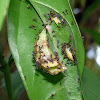 Ants eating a cocoon - Homigas comiéndose una crisálida