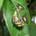 Ants eating a cocoon - Homigas comiéndose una crisálida