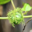 passiflora foetida