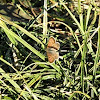 copper buttterfly