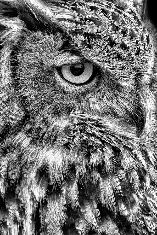 Close Up Owl Bw Animals Black White Pixoto
