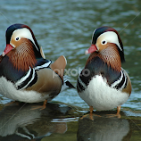 Mandarin Ducks by Mary Gemignani -  