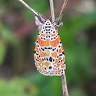 Bella Moth