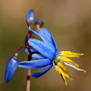 Blue Flax Lily