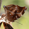 Autumn leaf butterfly