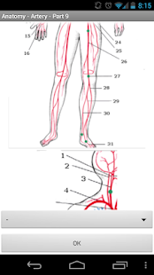 Anatomy - Arteries Screen 3