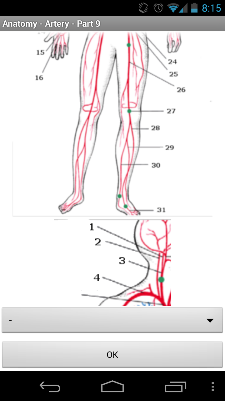 Anatomy - Arteries Screen 3