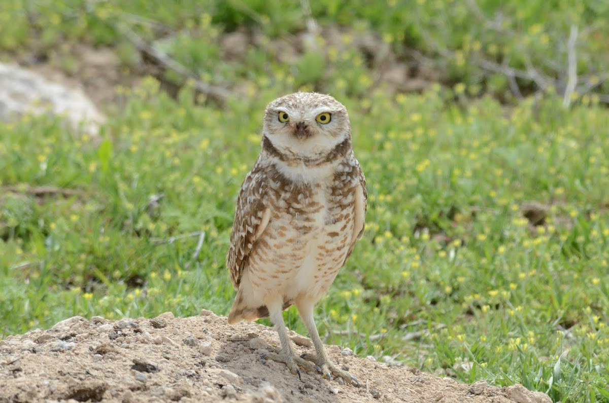 Burrowing Owl