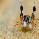 Metallic green jumping spider