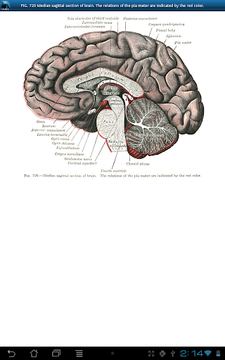 免費下載醫療APP|Gray's Anatomy 2011 app開箱文|APP開箱王