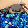 Patriot crab or rainbow crab