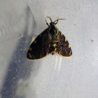 Lichen Case Moth