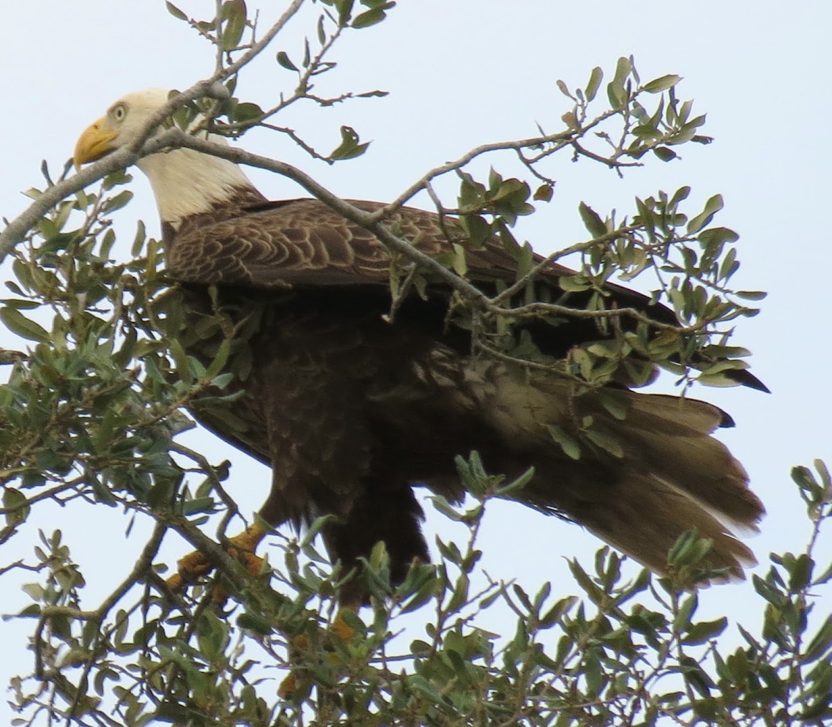 Southern bald eagle