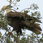 Southern bald eagle