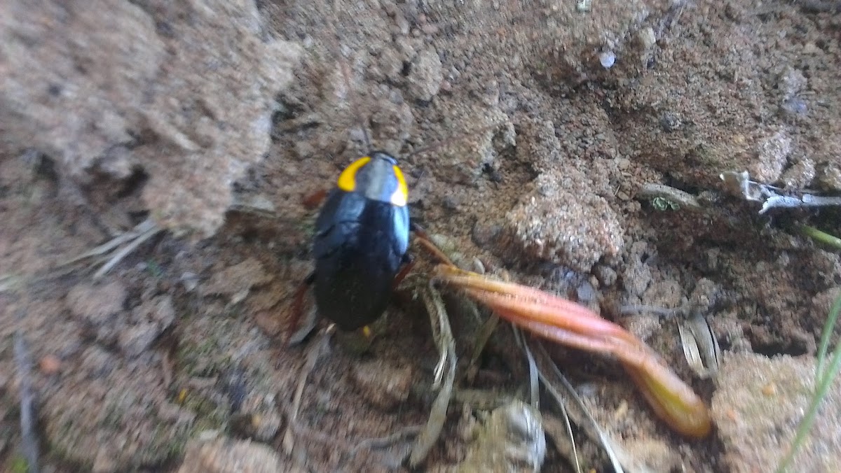 Orange-shouldered Cockroach