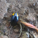 Orange-shouldered Cockroach