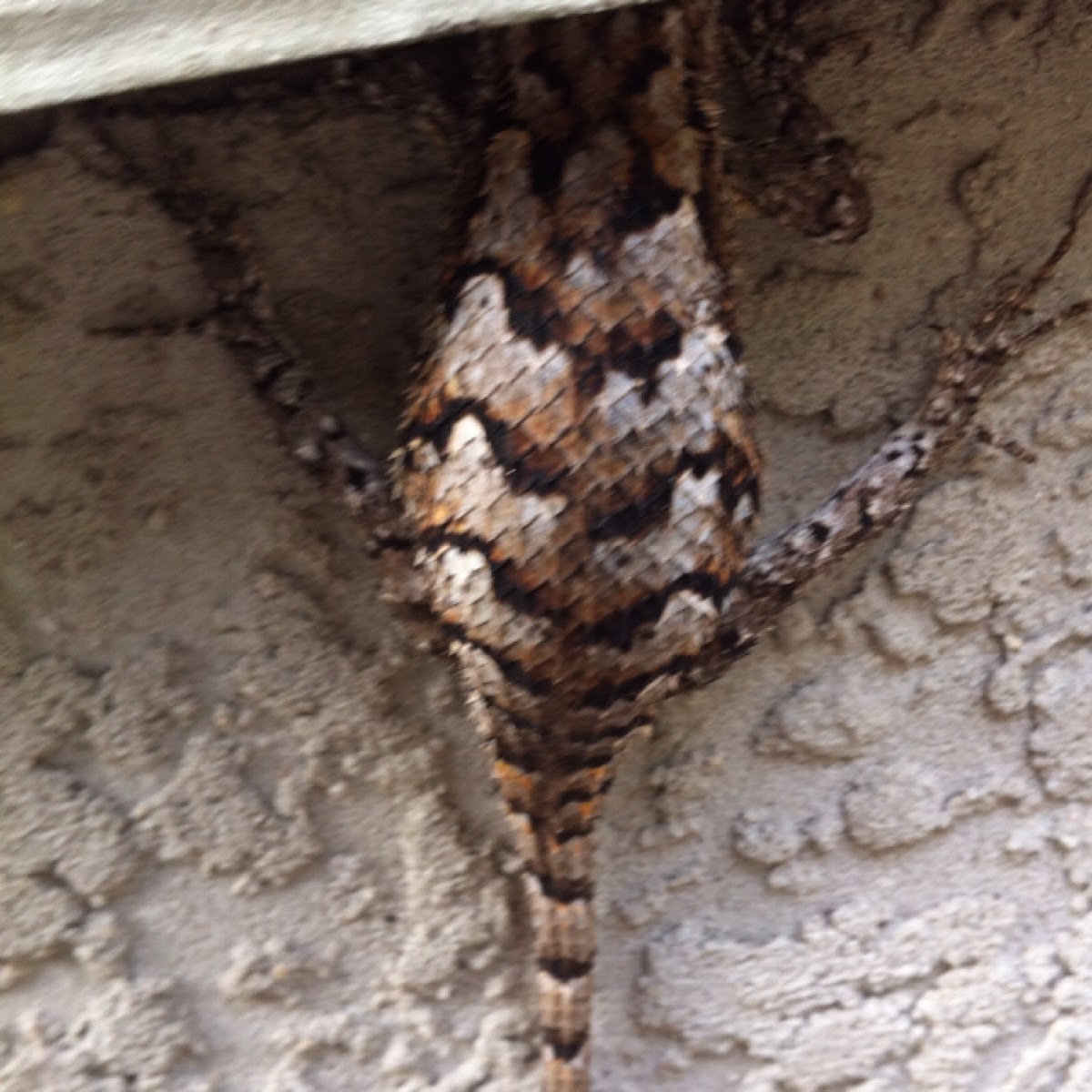 Eastern Fence Lizard