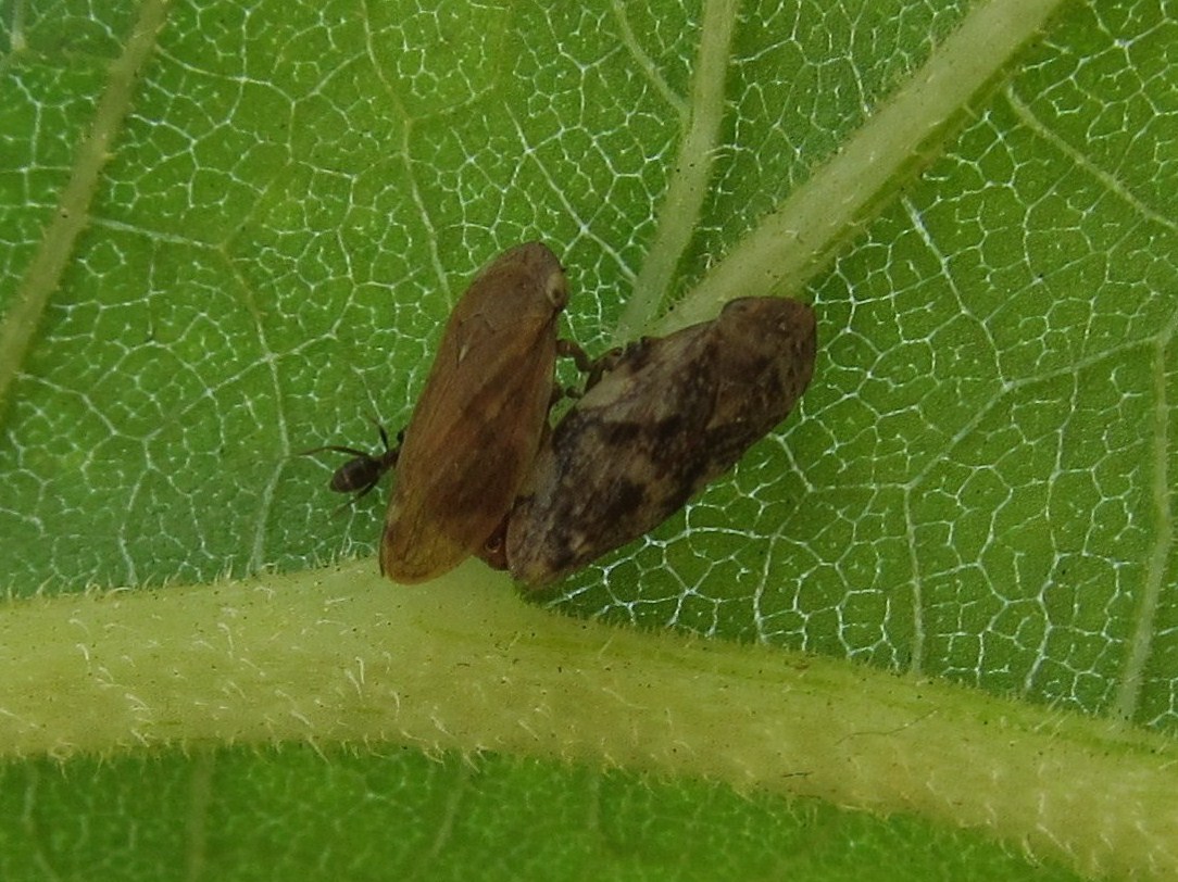 Leafhoppers mating? (ant nearby)