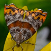 Hemerophila xutholopa Day Moth