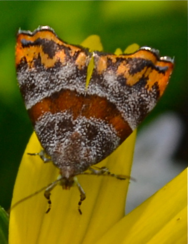 Hemerophila xutholopa Day Moth