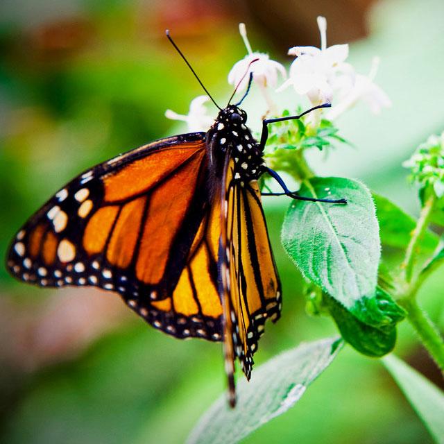 Butterflies Jigsaw Puzzles Android Apps on Google Play