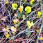 yellow pitcher plants
