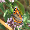 Small Tortoiseshell