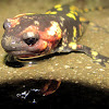 Fire Salamander,Salamandra-de-fogo