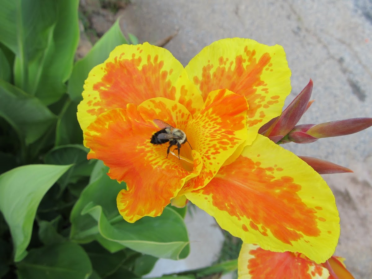 Common Eastern Bumble Bee on Canna Lilly