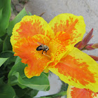 Common Eastern Bumble Bee on Canna Lilly