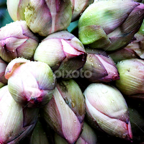 by Deep Chanda - Flowers Flower Arangements