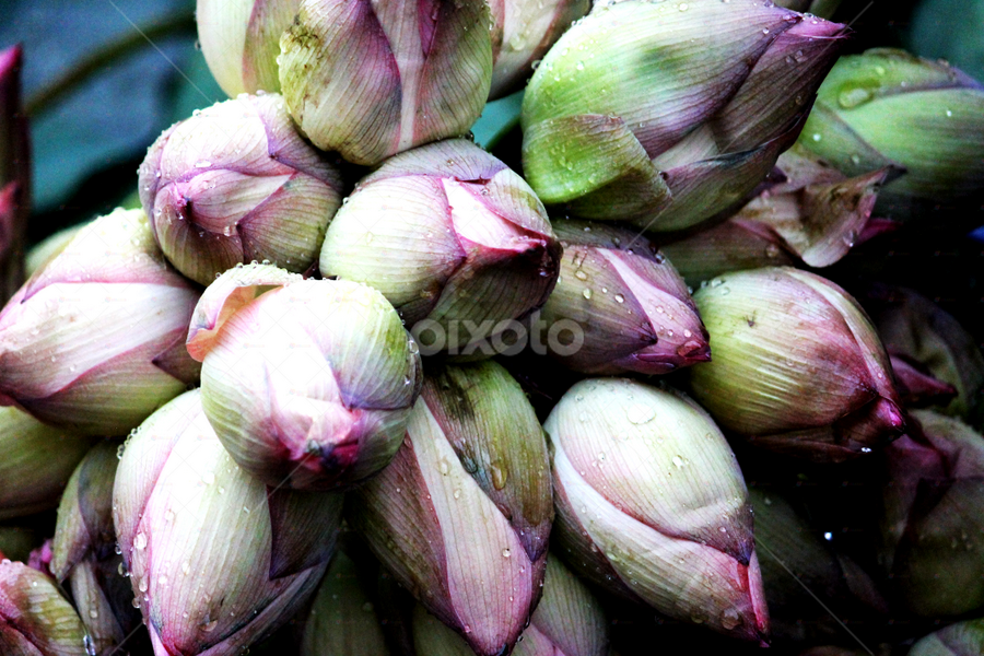 by Deep Chanda - Flowers Flower Arangements