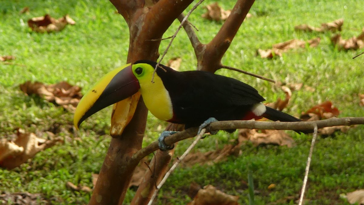 black-mandibled toucan