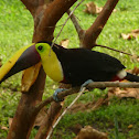 black-mandibled toucan