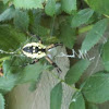 Yellow and black garden spider