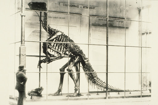 1883: The first iguanodon on display