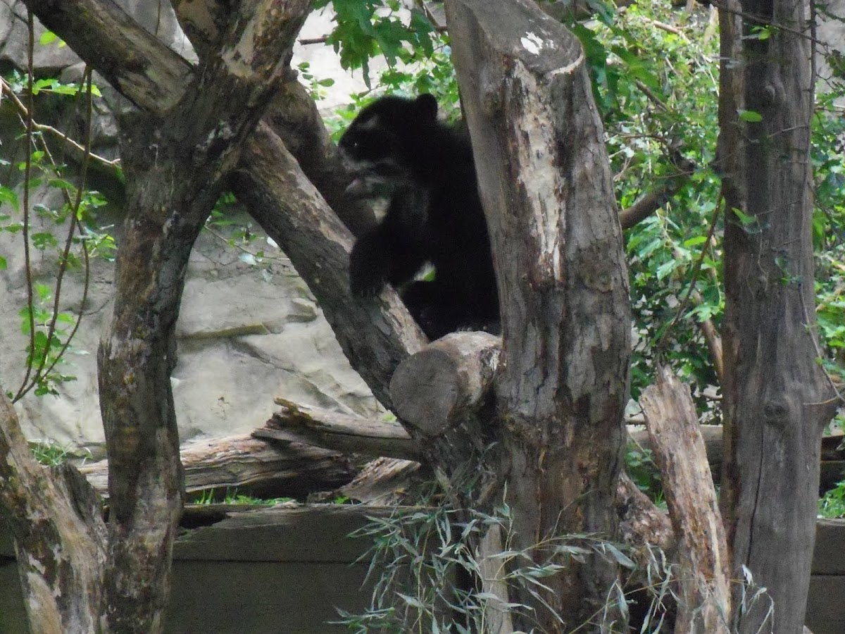 Andean Bear/Spectacled Bear