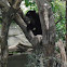Andean Bear/Spectacled Bear