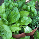 Mixed basil and leaf lettuce