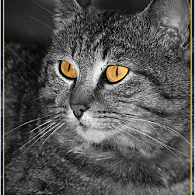 Cat,Cats,Animals,Animal, by Giorgio Passoni - Animals - Cats Portraits