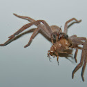 Huntsman Spider & Christmas beetle
