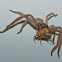 Huntsman Spider & Christmas beetle