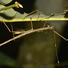 Stick Insects, Phasmid - Nymphs