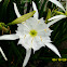 Rocky Shoal Spider Lily