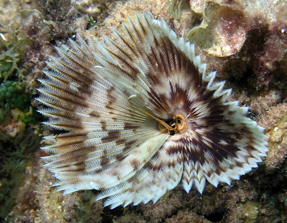 Feather Duster Worm | Project Noah