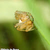 Orb weaver spider, male