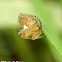 Orb weaver spider, male