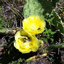 Prickly pear in bloom w insects