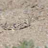Texas Spotted Range Grasshopper