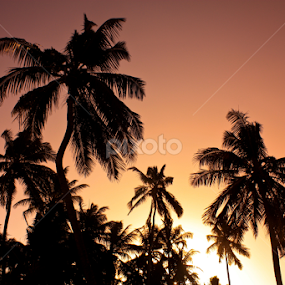 Sunset Palms by John Cooper - Landscapes Sunsets & Sunrises